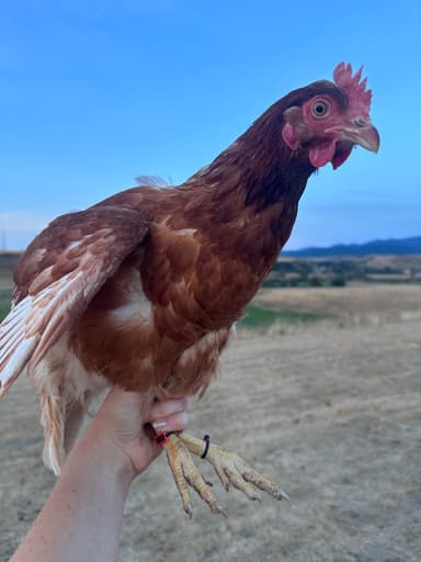 Panni portréja