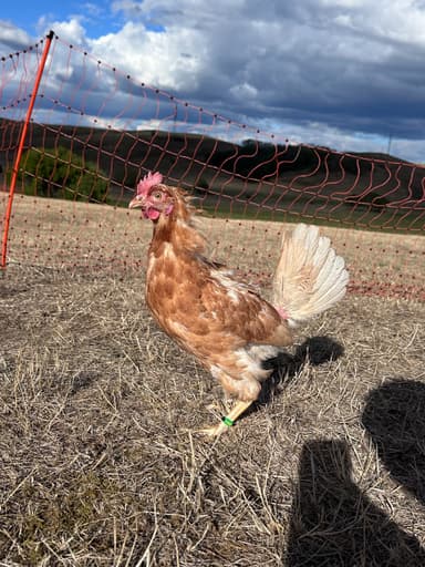 Nugget (Sára tyúkja, eredeti nevén: Vali) portréja