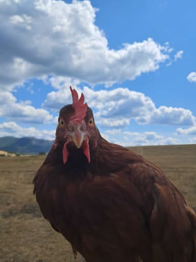 Soma tyúkja portréja