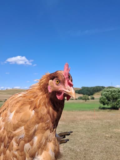 Hami a Pipi portréja
