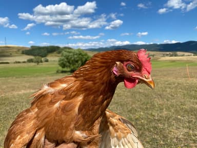 El Pollo Loco portréja