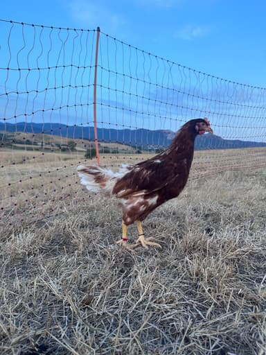 Nuggets Rétes portréja