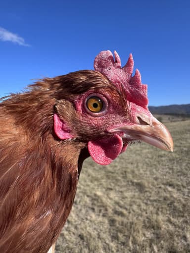 Alexis Hen portréja