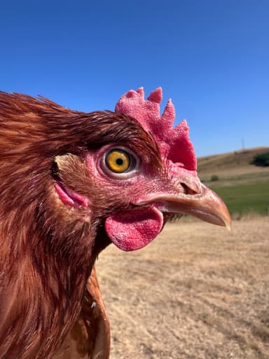 Béláné portréja