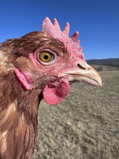Lady Featherington portréja