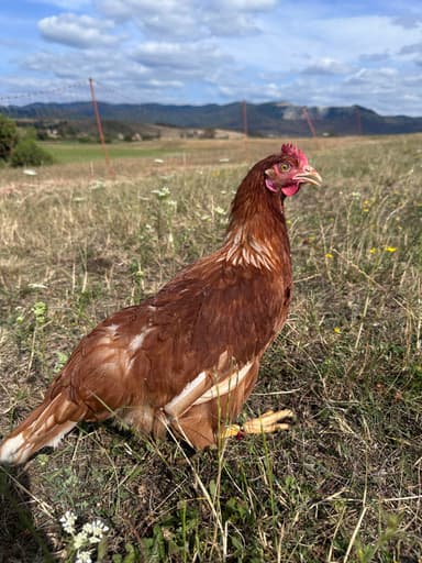 Búbos portréja