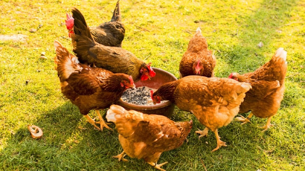 Farmkamera előnézeti képe a legelőről